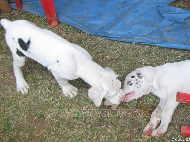 Mannuthy-Thrissur-Dog-Show-2011 (38)